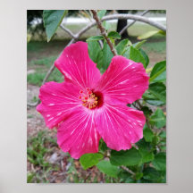 Hibiscus Flower, Photography, Fuchsia Hibiscus NYC