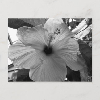 Hibiscus Flower Postcard