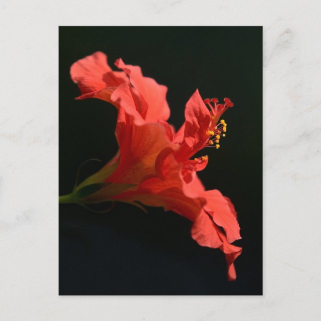 Hibiscus Flower Postcard (Front)