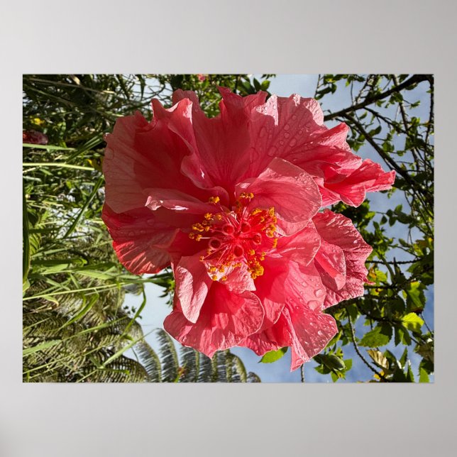 Hibiscus Flower Poster @3dudes1life (Front)