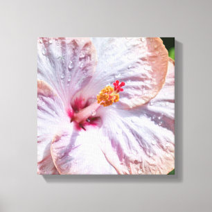 Hibiscus Flower with Dew Canvas Print