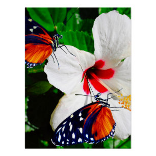 Hibiscus flower with Tiger Longwing Glossy Poster