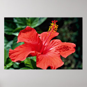 Hibiscus flowers poster