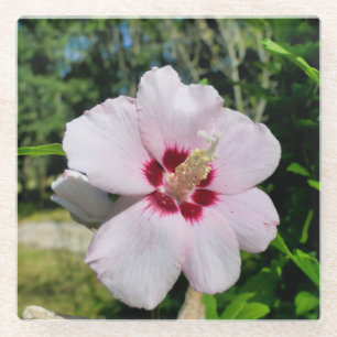 Hibiscus Glass Coaster
