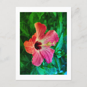 Hibiscus holiday postcard