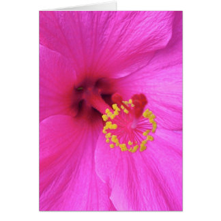 Hibiscus in Magenta