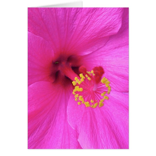 Hibiscus in Magenta (Front)