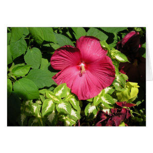 Hibiscus in sunlight