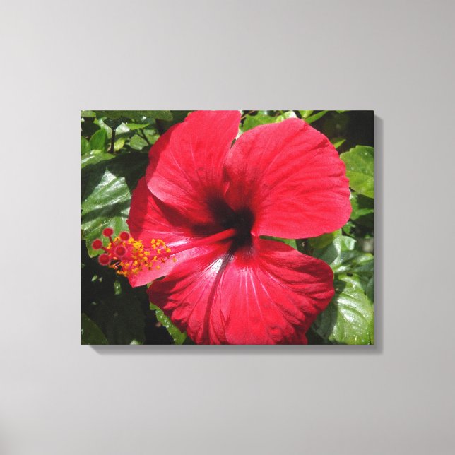 Hibiscus in wine red canvas print (Front)
