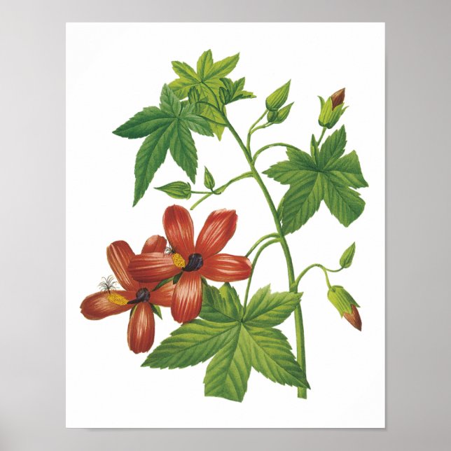 hibiscus(Lavatera phoenicea) by Redouté Poster (Front)