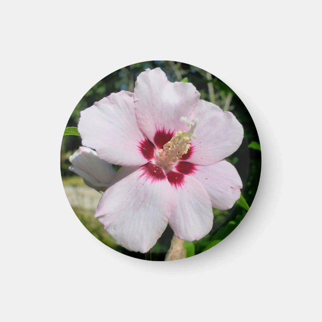 Hibiscus Magnet (Front)