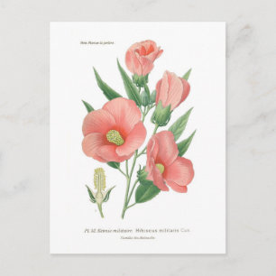 Hibiscus militaris postcard