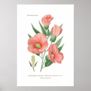 Hibiscus militaris poster