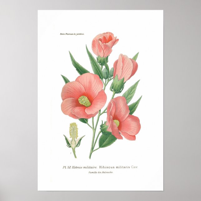 Hibiscus militaris poster (Front)