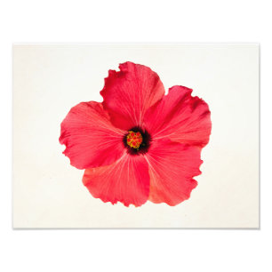 Hibiscus - Personalized Tropical Hot Pink Flower Photo Print