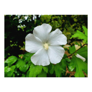 Hibiscus Photo Print