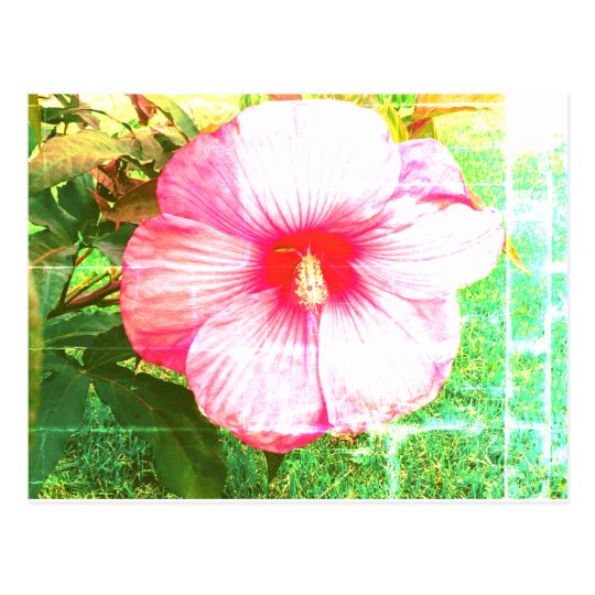 Hibiscus Photograph Postcard