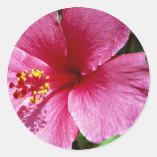 Hibiscus, pink classic round sticker