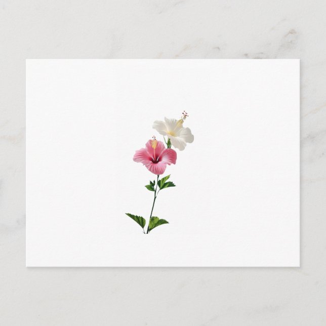hibiscus, pink hibiscus, white hibiscus, dual flow postcard (Front)