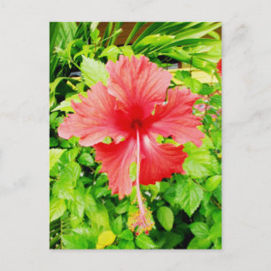Hibiscus, Placencia, Belize Postcard
