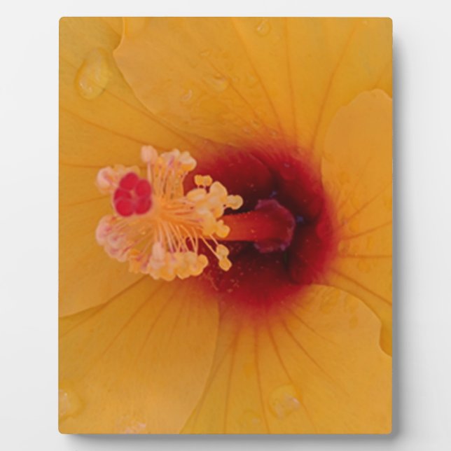 Hibiscus Plaque (Front)