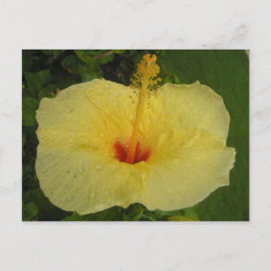 Hibiscus Postcard