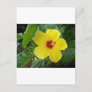 Hibiscus Postcard