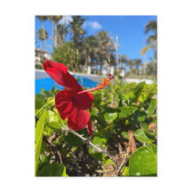 Hibiscus Postcard