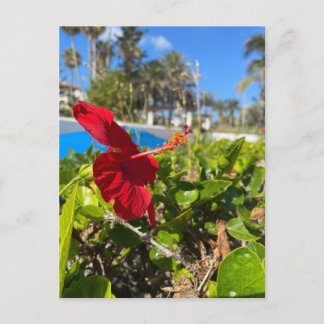 Hibiscus Postcard
