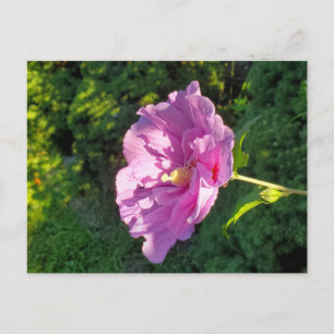 Hibiscus Postcard