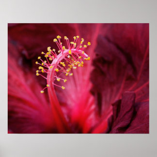 Hibiscus Poster