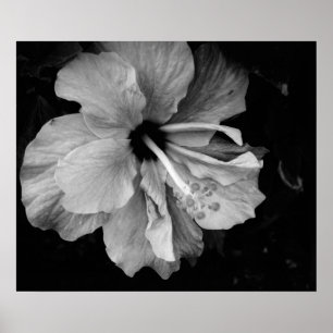 hibiscus poster