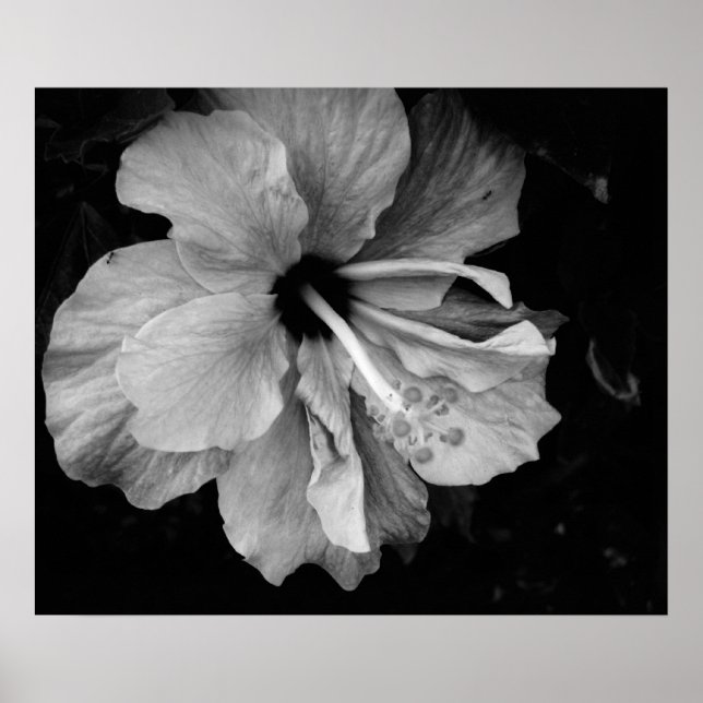 hibiscus poster (Front)