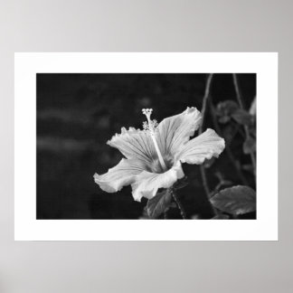 Hibiscus poster #2