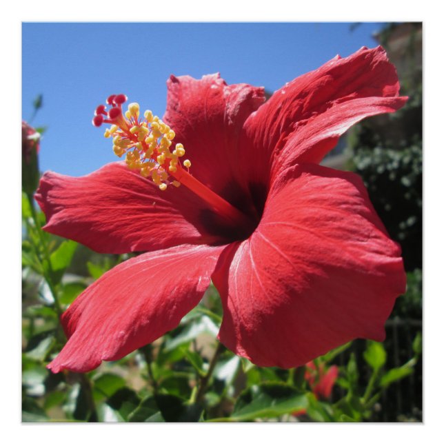 Hibiscus Red Flower Poster (Front)