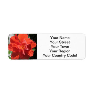 Hibiscus Red Flowering Plant