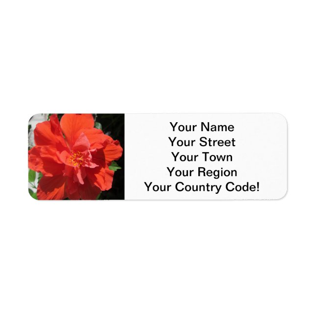 Hibiscus Red Flowering Plant (Front)
