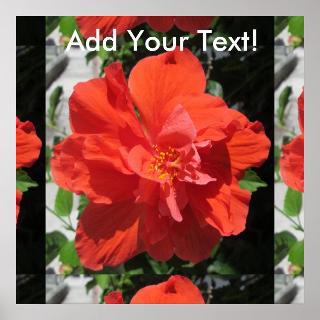 Hibiscus Red Flowering Plant Poster (Front)