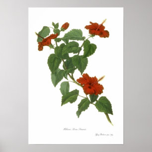 Hibiscus rosa-sinensis poster