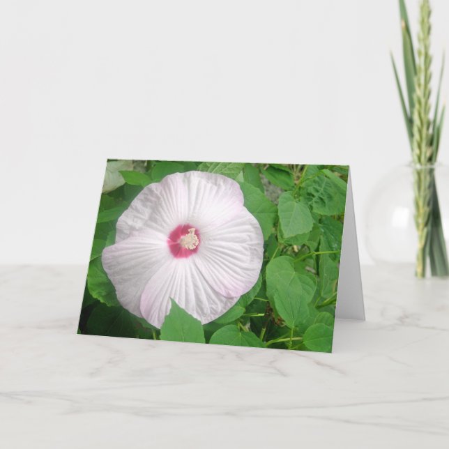 Hibiscus Rosa Thank You Card (Front)