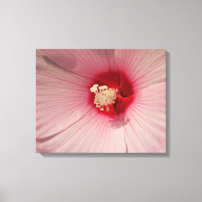 Hibiscus rose Fleur Fermer Photo Impression unique (Recto)