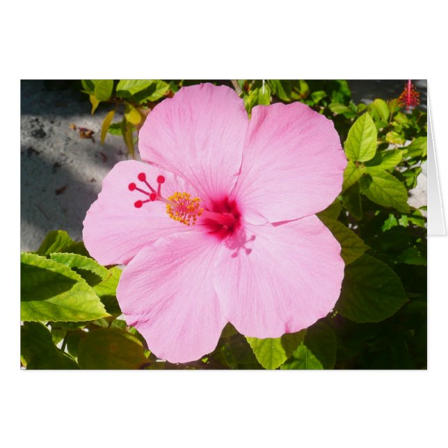 Hibiscus rose Fleur tropicale (Devant horizontal)