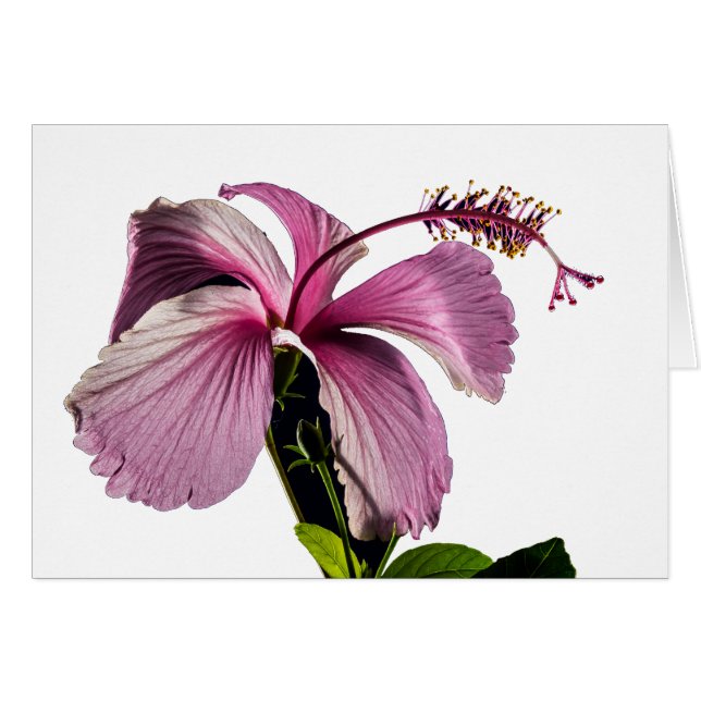 Hibiscus rose Vue latérale (Devant horizontal)
