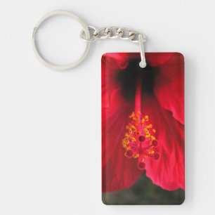 Hibiscus rouge