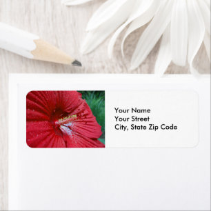 Hibiscus Rouge Avec Raindrops Photo