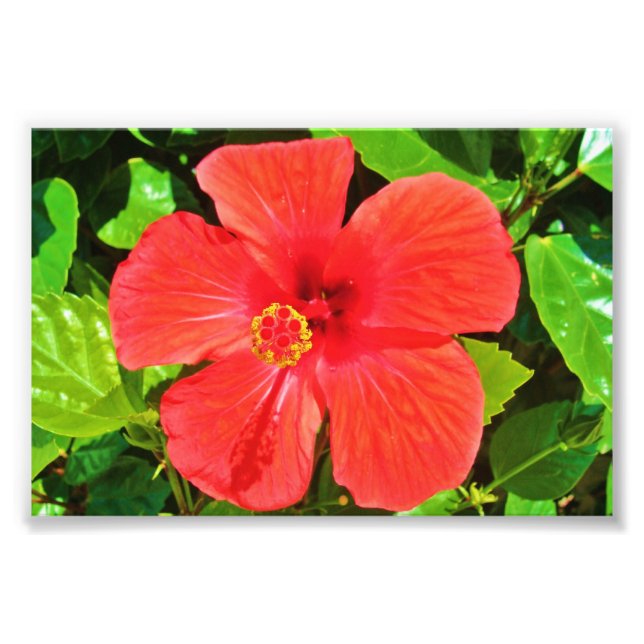 Hibiscus rouge - Impression photo (Devant)