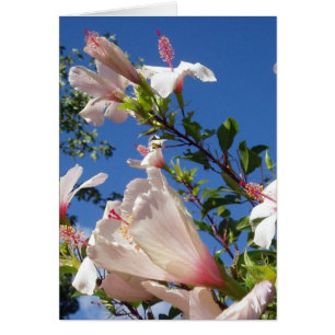 Hibiscus Scene Card