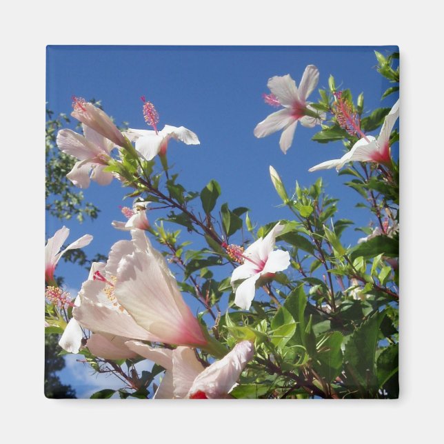 Hibiscus Scenic Magnet (Front)