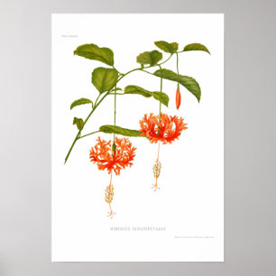 Hibiscus schizopetalus poster