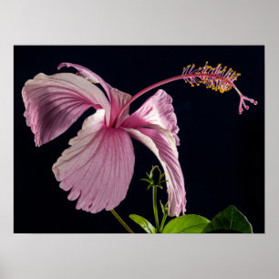Hibiscus  Silhouette Poster